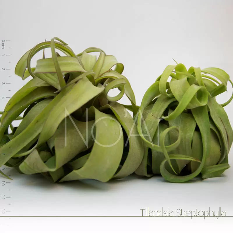 Tillandsia streptophylla - Plantas No'Ar