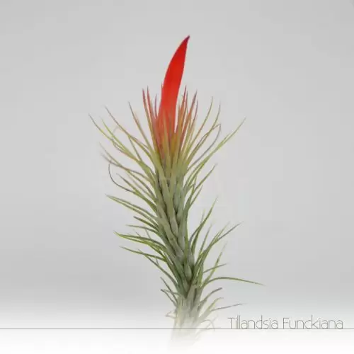 Tillandsia Funckiana com flor - Plantas No'Ar
