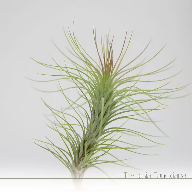 Tillandsia Funckiana - Plantas No'Ar