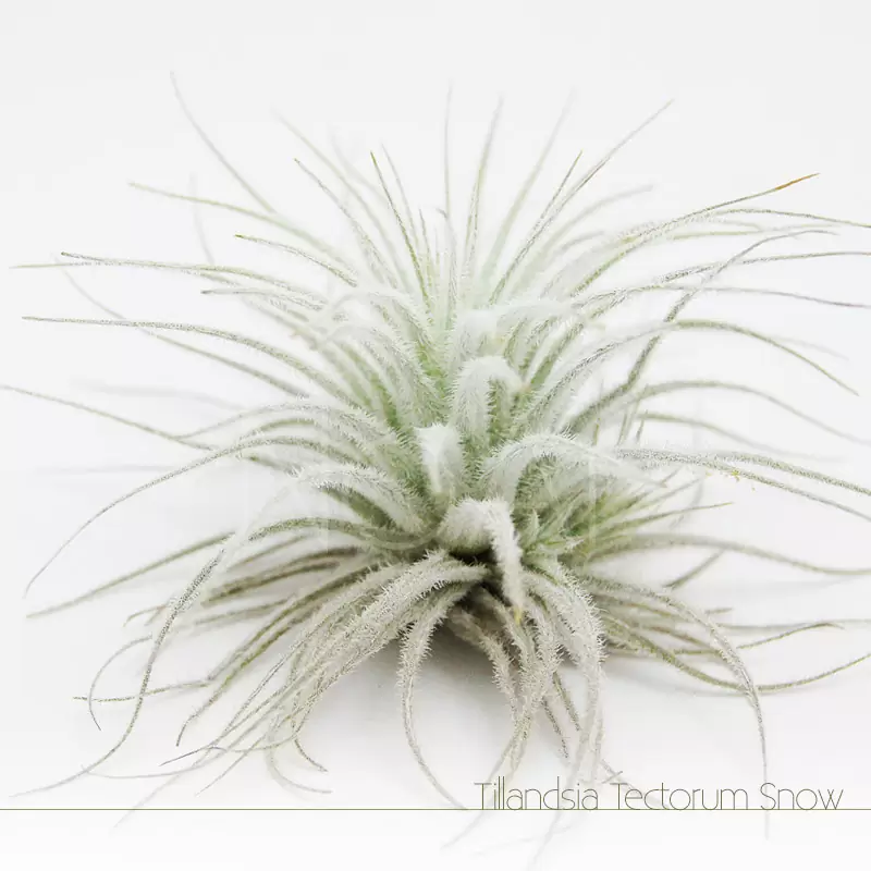 Tillandsia Tectorum - Plantas No'Ar