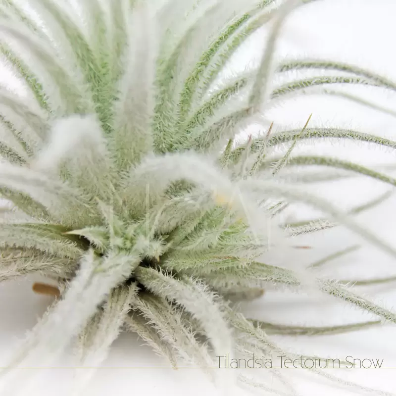 Tillandsia Tectorum Snow com filhotes - Plantas No'Ar