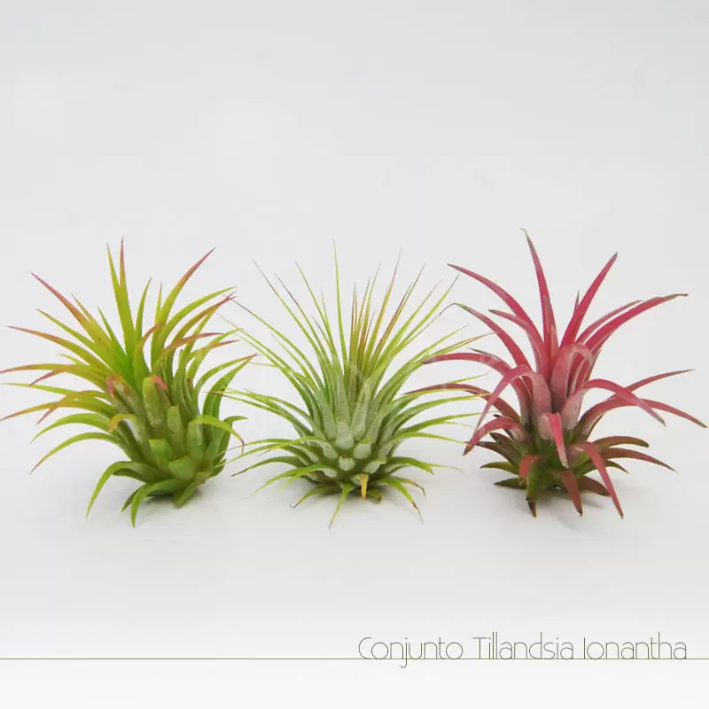 Conjunto Tillandsias Ionantha - 3 Plantas - Comece a sua coleção