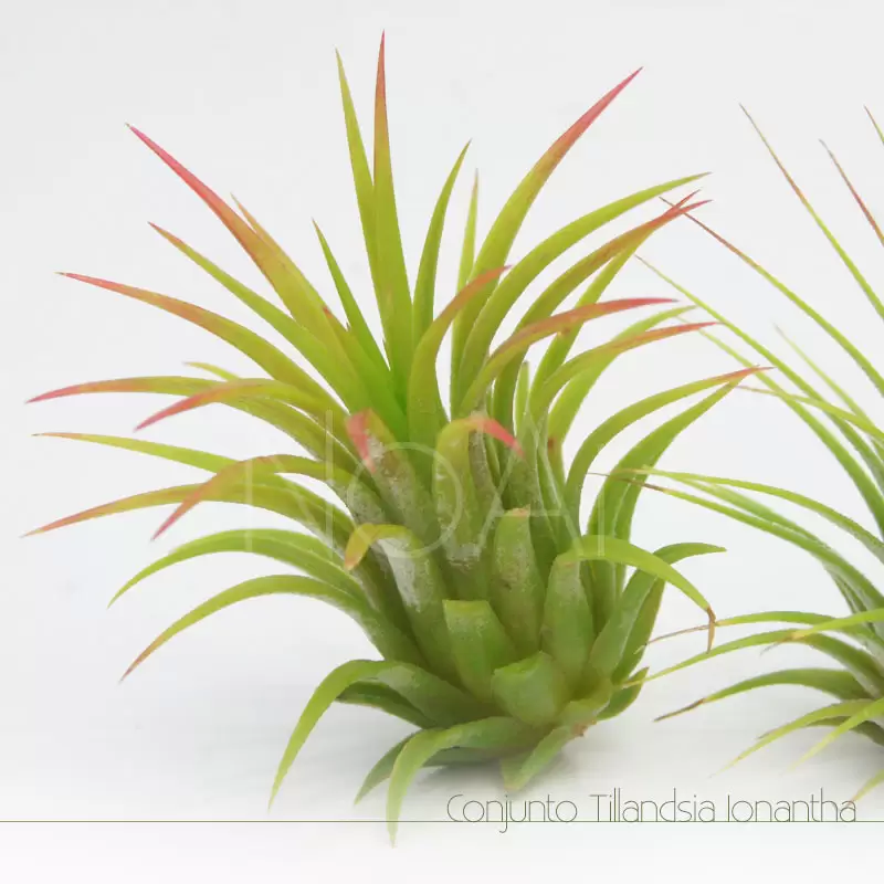 Tillandsia ionantha rubra
