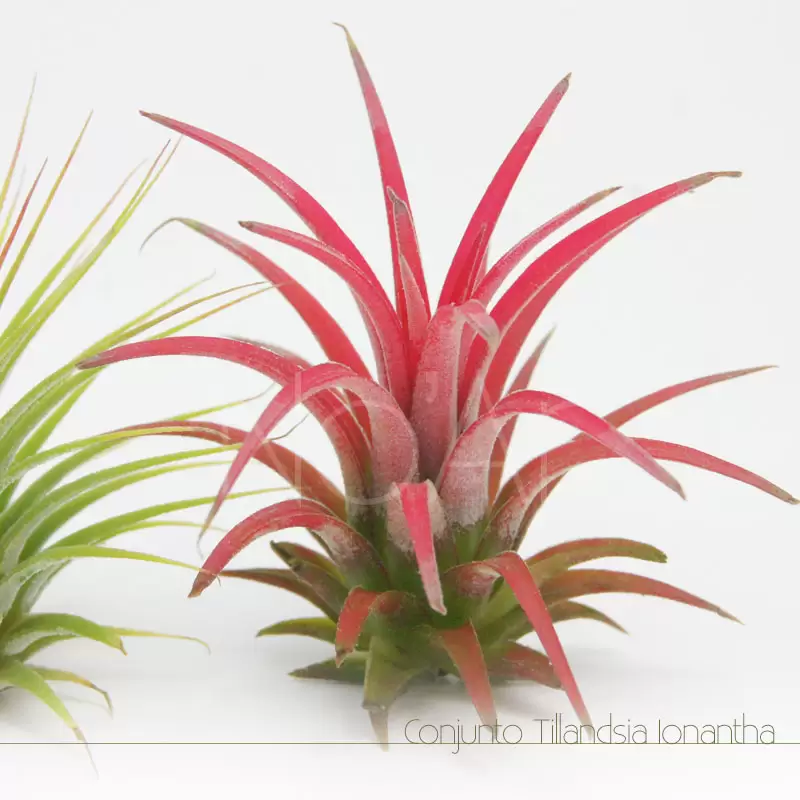 Tillandsia ionantha red