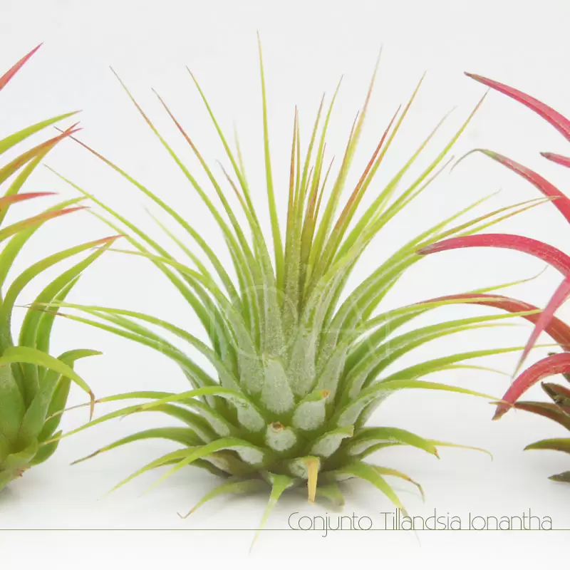 Tillandsia Ionantha ionantha