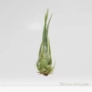 Tillandsia Ariza-juliae - Plantas No'Ar