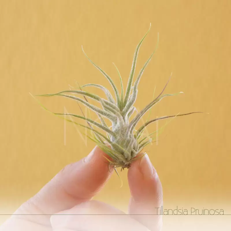 Tillandsia Pruinosa - Plantas No'Ar