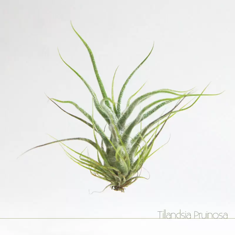 Tillandsia Pruinosa - Plantas No'Ar