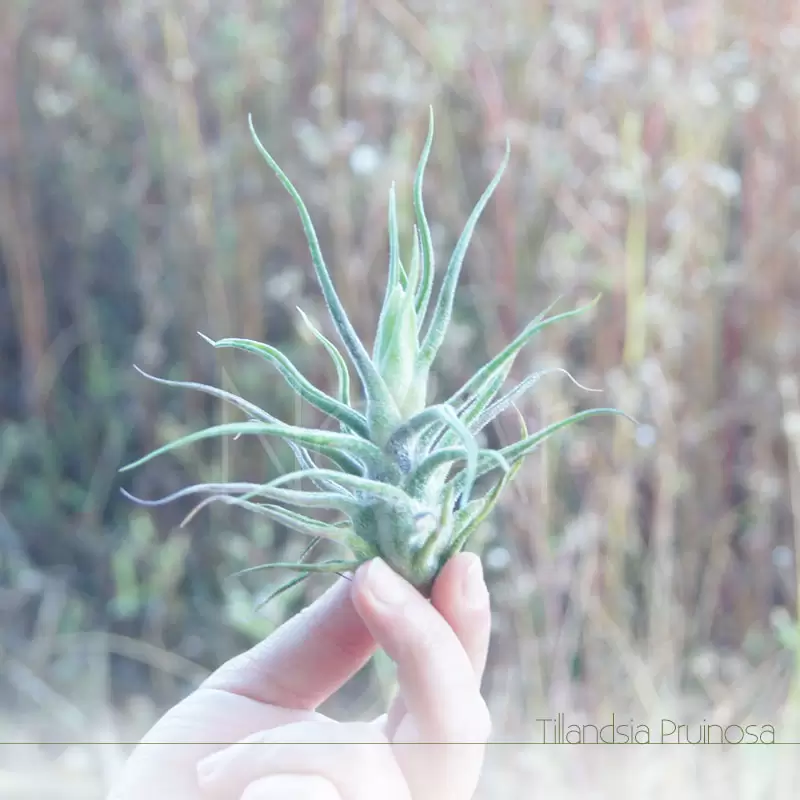 Tillandsia Pruinosa - Plantas Noar