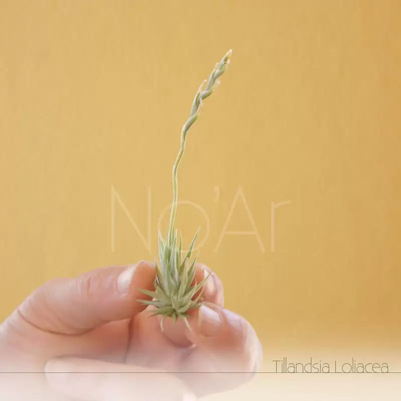 Tillandsia Lolilacea - Plantas No'Ar