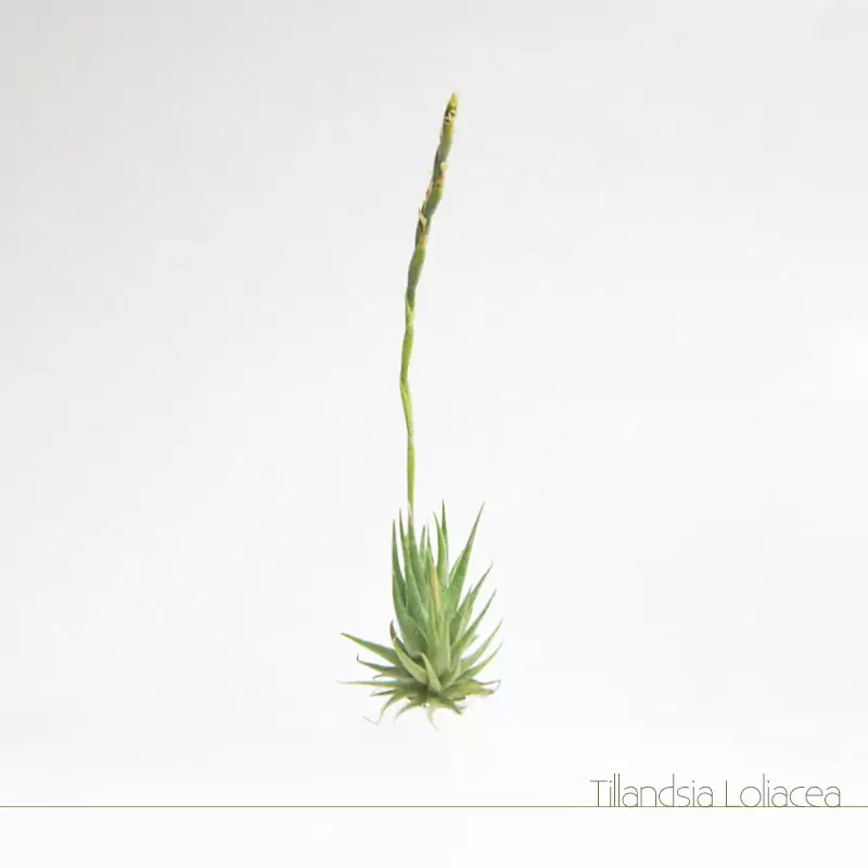 Tillandsia Loliacea - Plantas No'Ar