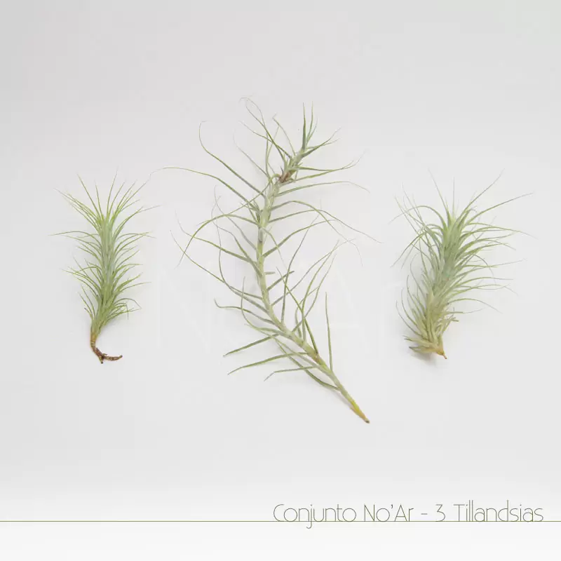 Conjunto 3 Tillandsias