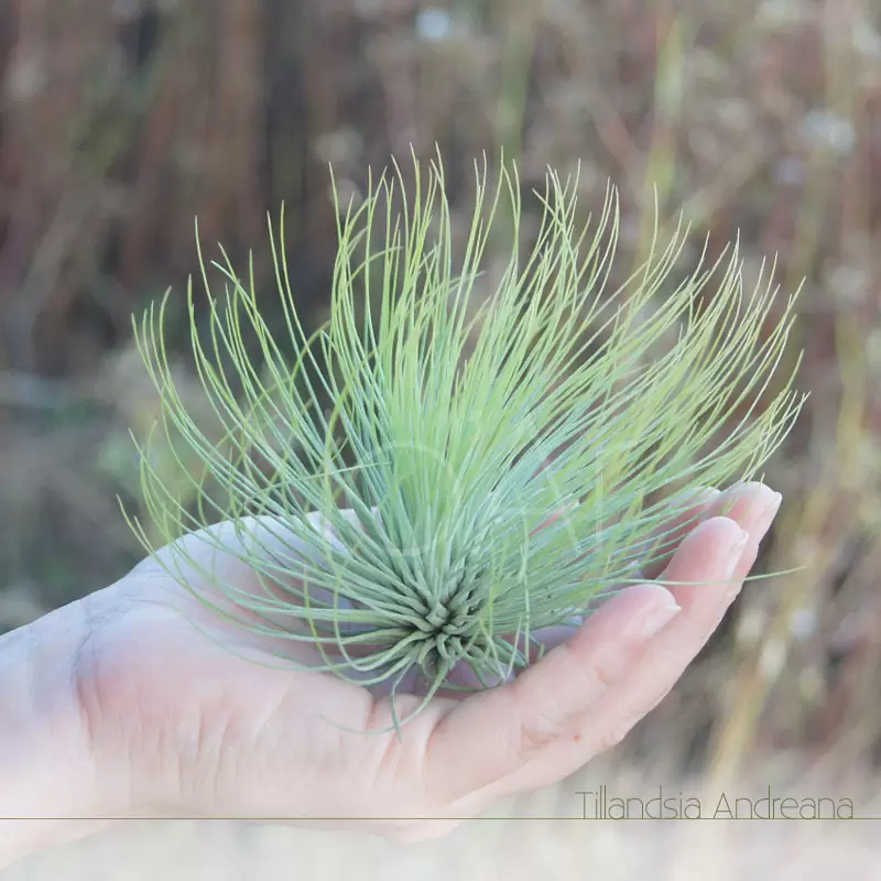 Tillandsia Andreana - Plantas Noar