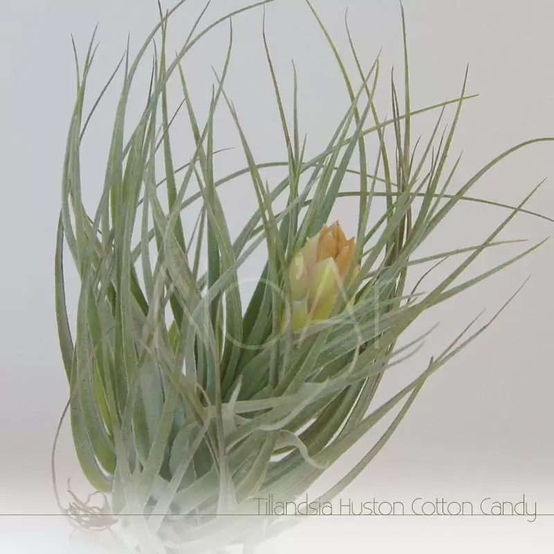 Tillandsia Huston Cotton Candy - Plantas NoAr