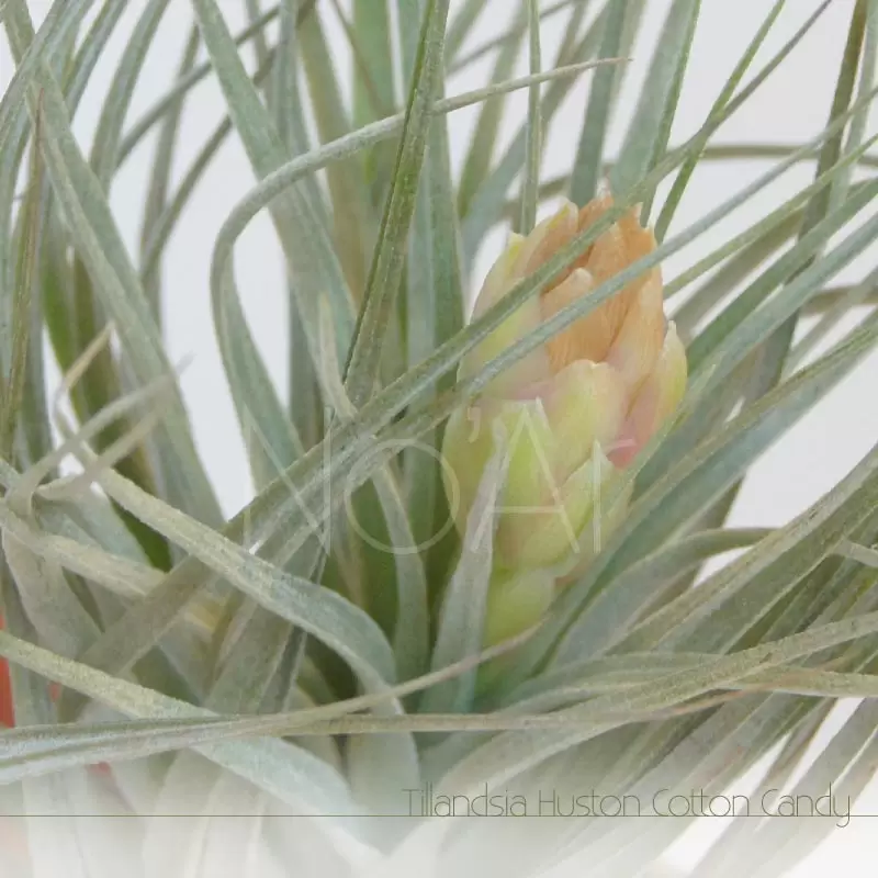 Tillandsia Huston Cotton Candy - Plantas NoAr