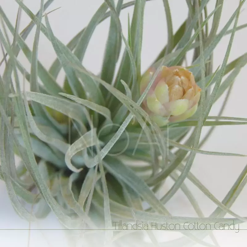 Tillandsia Huston Cotton Candy - Plantas NoAr