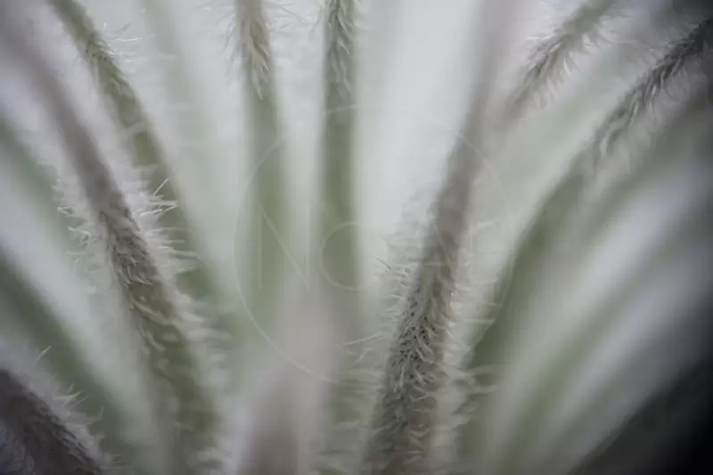 Tricomas - Tillandsia Tectorum