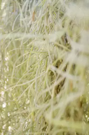Tillandsia Usneoide - Rega