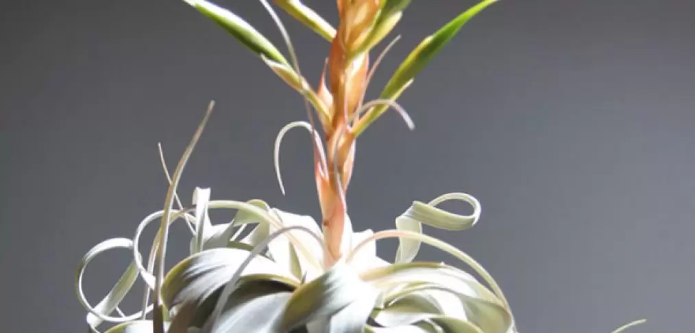 Tillandsia Xerographica