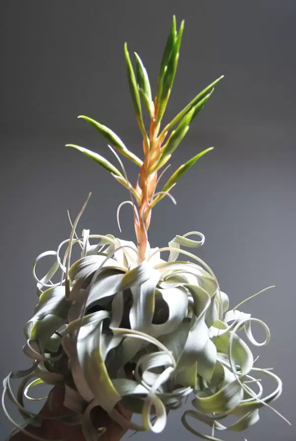 Tillandsia Xerographica